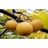 蜜梨,蜜桔,黃梔子,無患子等地理標志產(chǎn)品或地道藥材